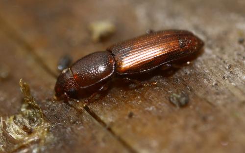 Rhizophagus sp.